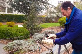 Photo d'une personne taillant la vigne