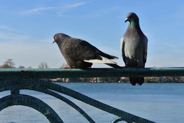 Les pigeons